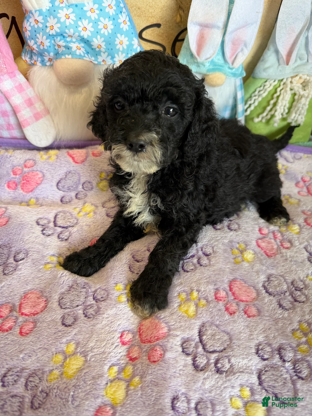 Labradoodle dogs for sale: Jet - Ad 2