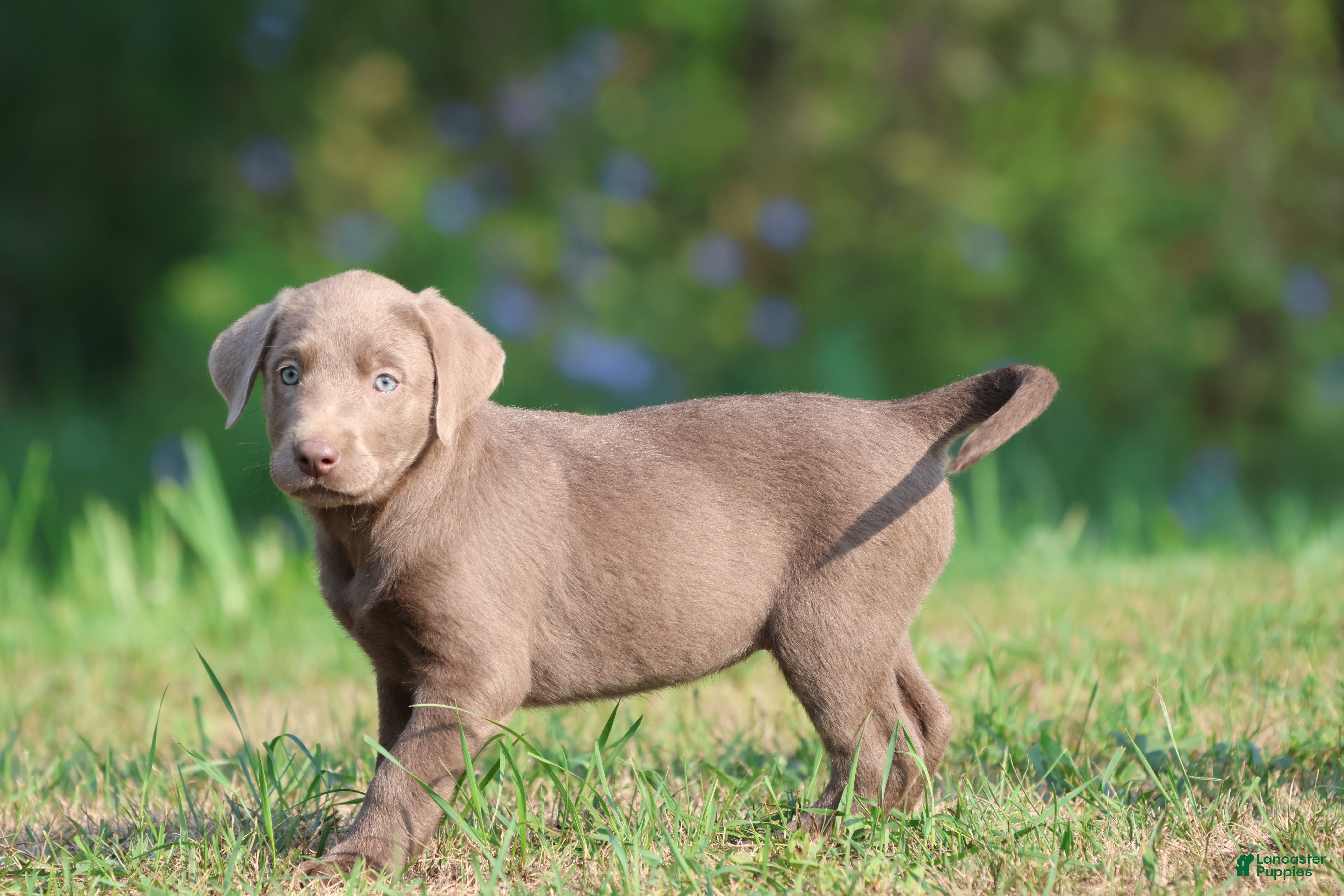 Labrador Retriever dogs Lavender - Ad 2