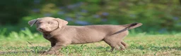 Labrador Retriever dogs for sale: Lavender - Ad 2