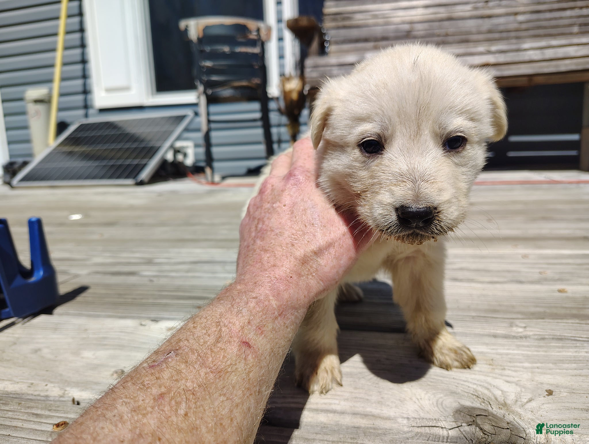 German Shepherd dogs German Shepherd Puppy 4 - Ad 10