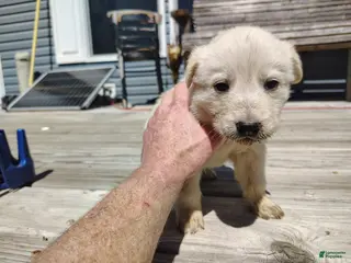 German Shepherd dogs German Shepherd Puppy 4 - Ad 10