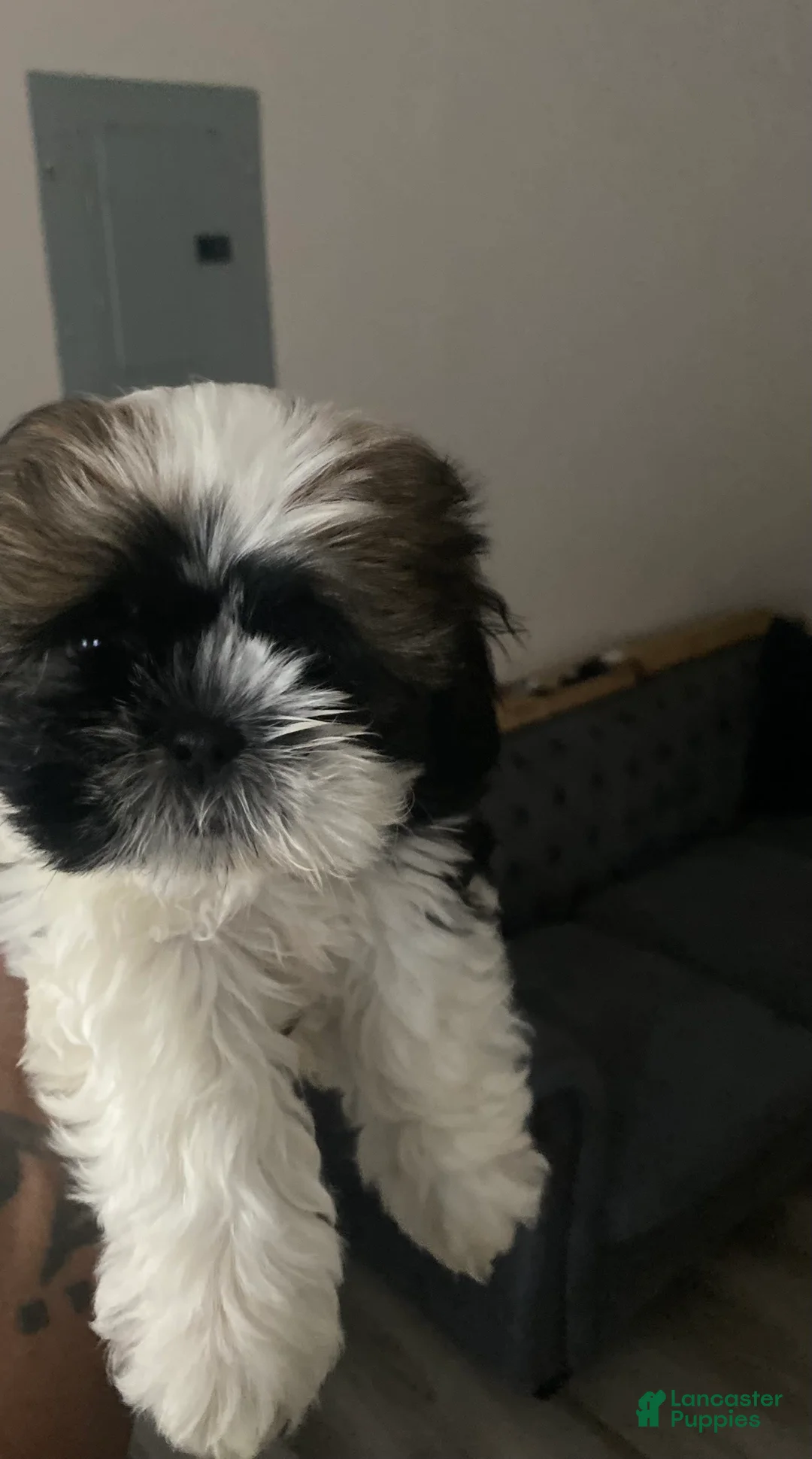 Gallery Image {{count}}