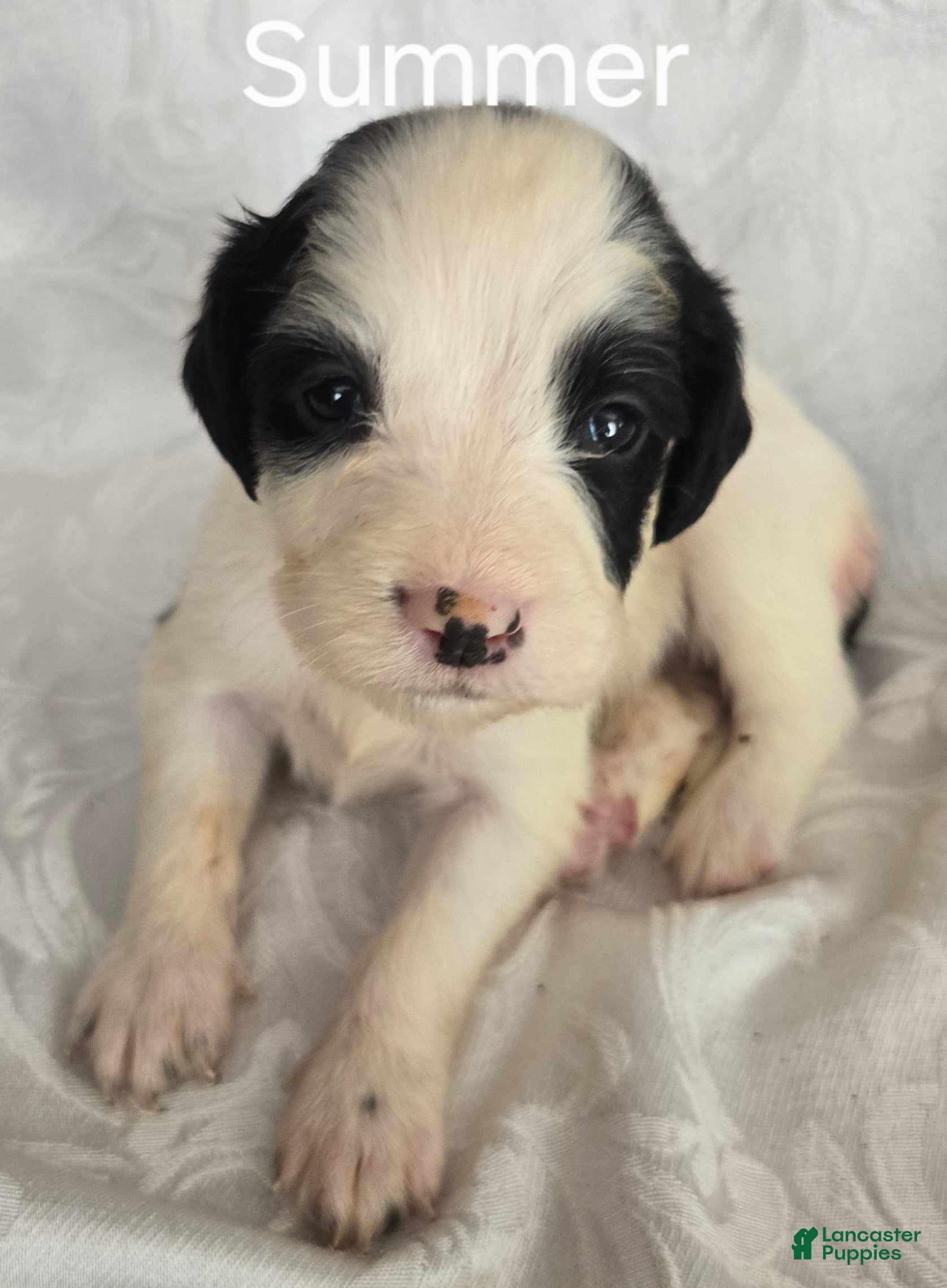 English Springer Spaniel dogs Summer - Ad 1