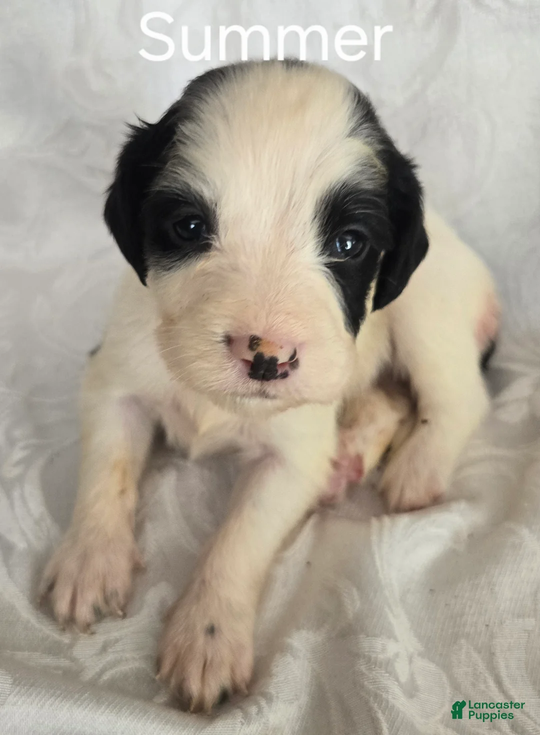 English Springer Spaniel dogs for sale: Summer - Ad 1
