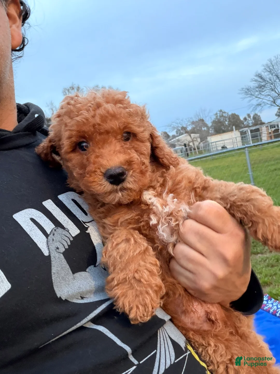 Mini Goldendoodle dogs for sale: Feliz - Ad 2