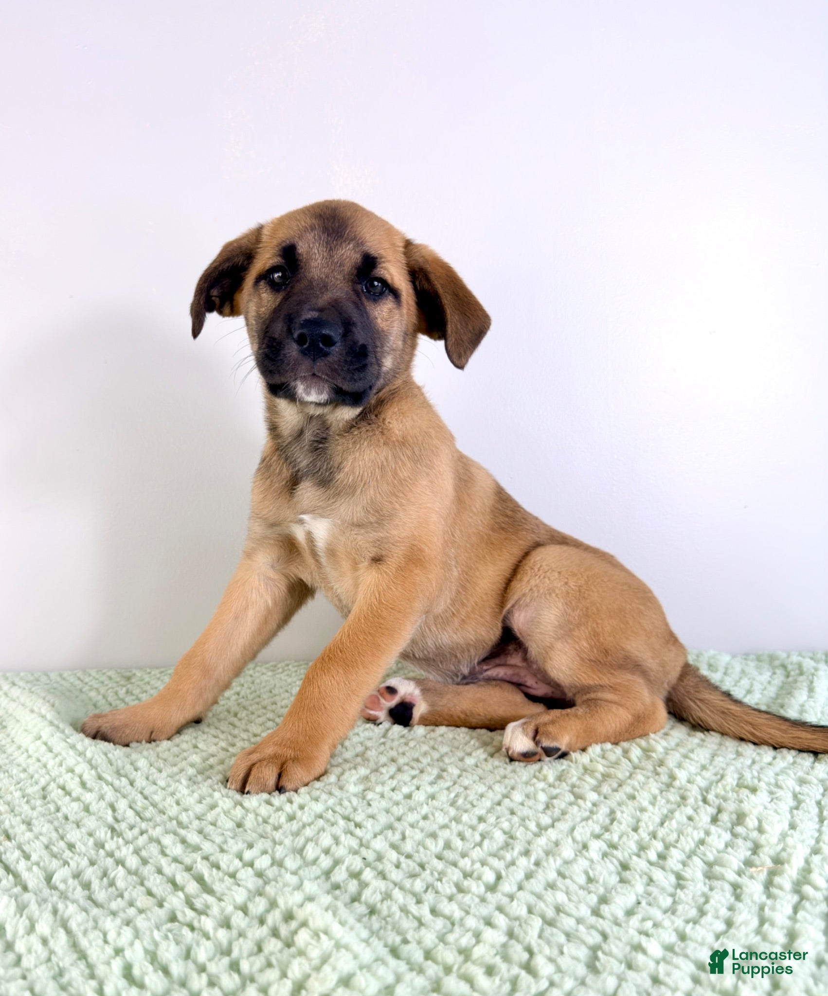 Mixed Breed dogs Gia - Ad 29