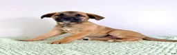 Mixed Breed dogs for sale: Gia - Ad 1