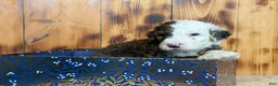 Sheepadoodle dogs for sale: Wells - Ad 3