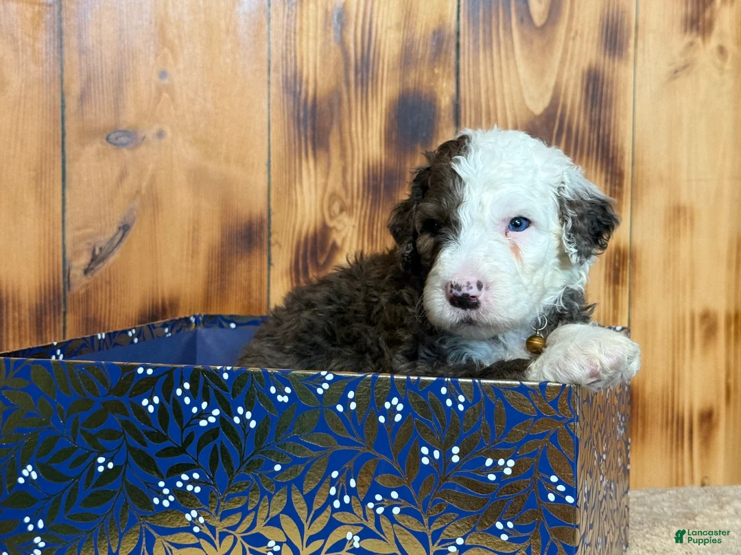 Sheepadoodle dogs for sale: Wells - Ad 3