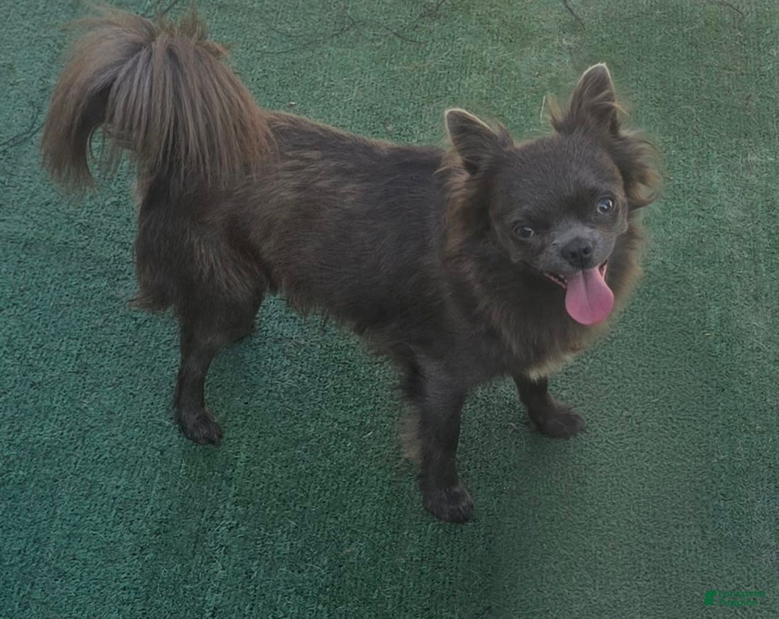 Chihuahua dogs Stitch - Ad 25