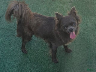 Chihuahua dogs Stitch - Ad 2