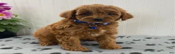 Cavapoo dogs for sale: Norman - Ad 4
