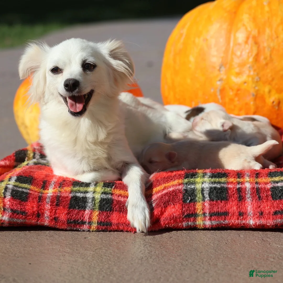 Maltipom dogs for sale: Sugarplum - Ad 9