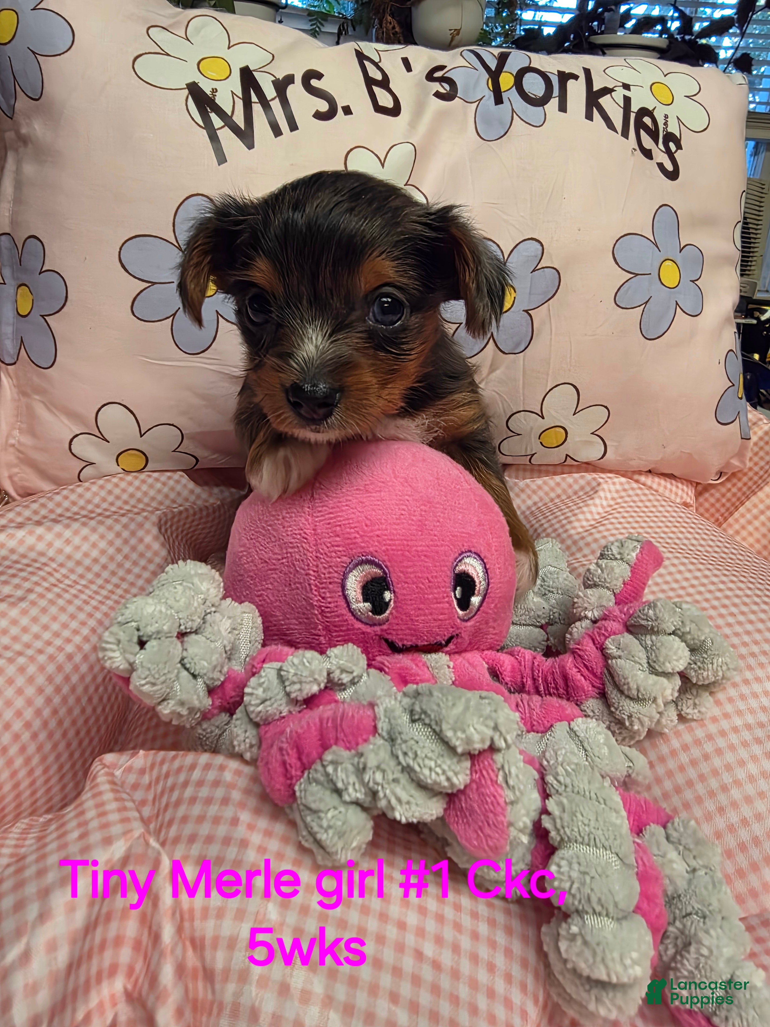 Yorkshire Terrier dogs for sale: Yorkshire Terrier Merle girl #1 - Ad 1
