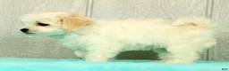 Maltese dogs for sale: Betsy - Ad 6