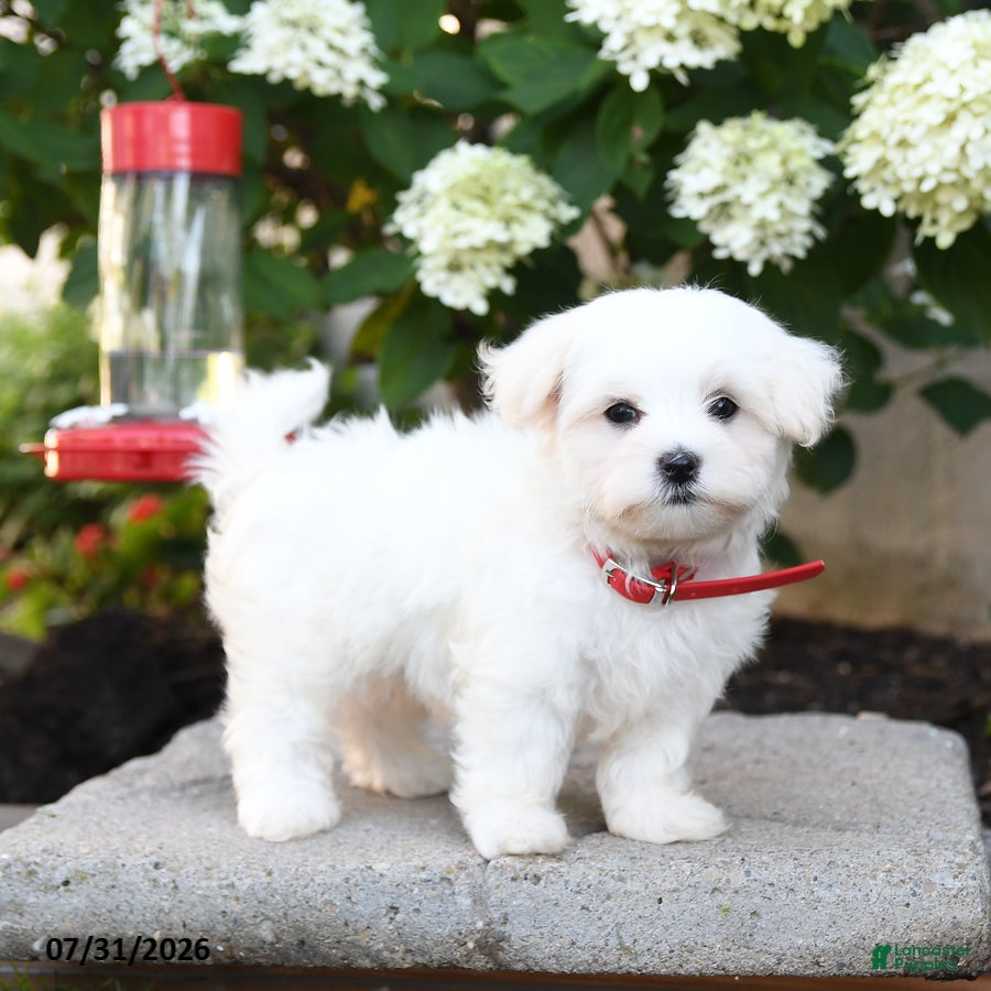 Maltese dogs Benny - Ad 1