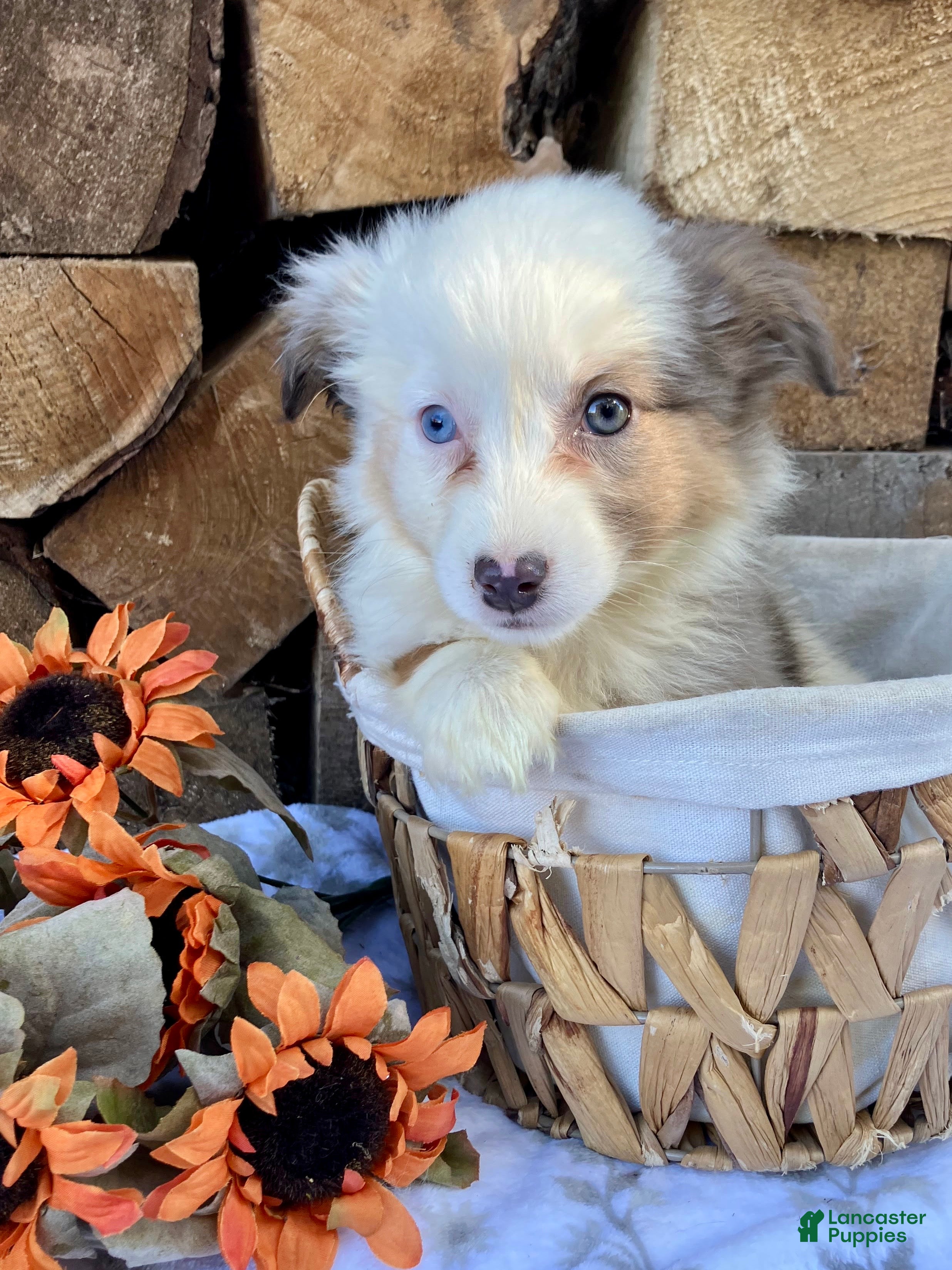Australian Shepherd dogs for sale: Carli - Ad 1