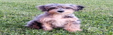 Pongo