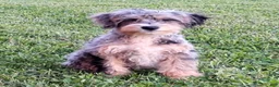 Mini Bernedoodle dogs for sale: Pongo - Ad 1