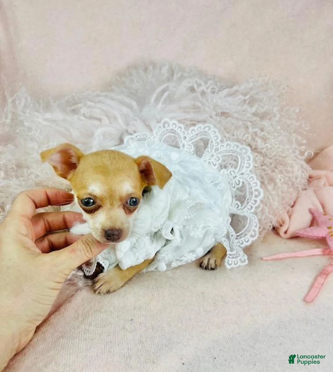 Chihuahua dogs for sale: Chihuahua Puppy 2 - Ad 2