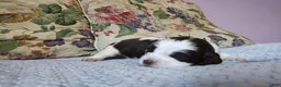 English Springer Spaniel dogs for sale: Larry  - Ad 2