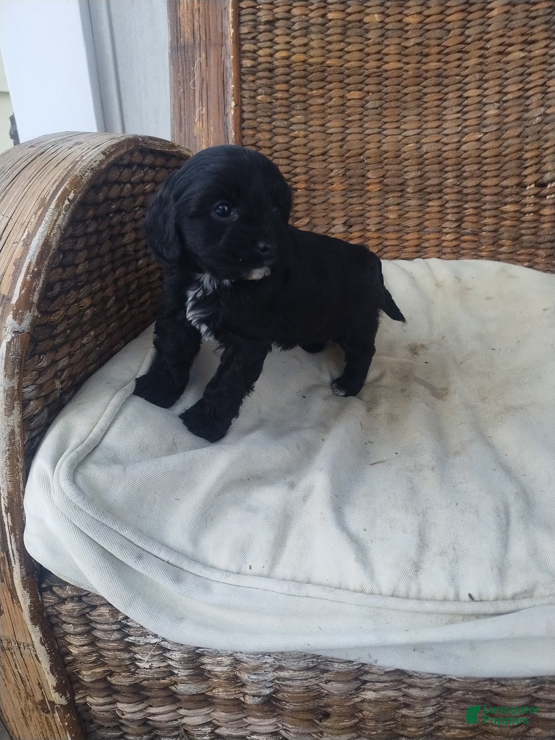 Cavapoo dogs for sale: Violet  - Ad 2
