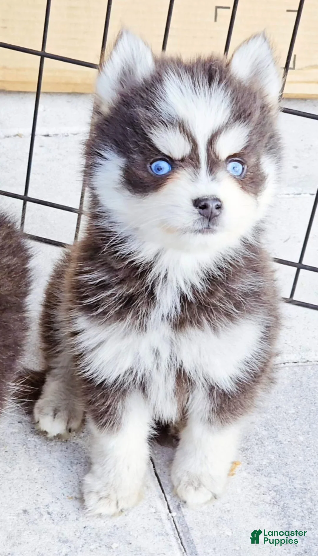 Pomsky dogs for sale: Blue Robin - Ad 7