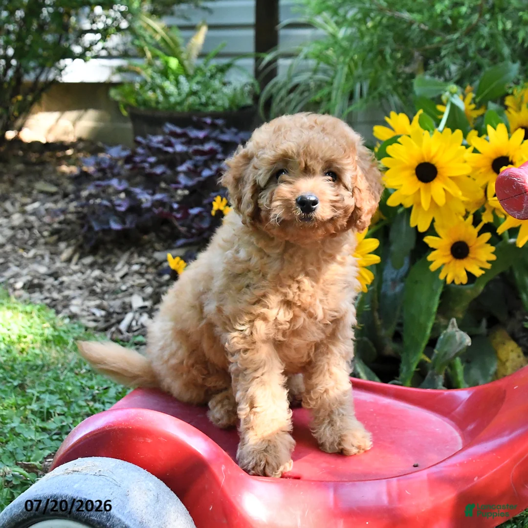 Cockapoo dogs for sale: Blossom - Ad 2