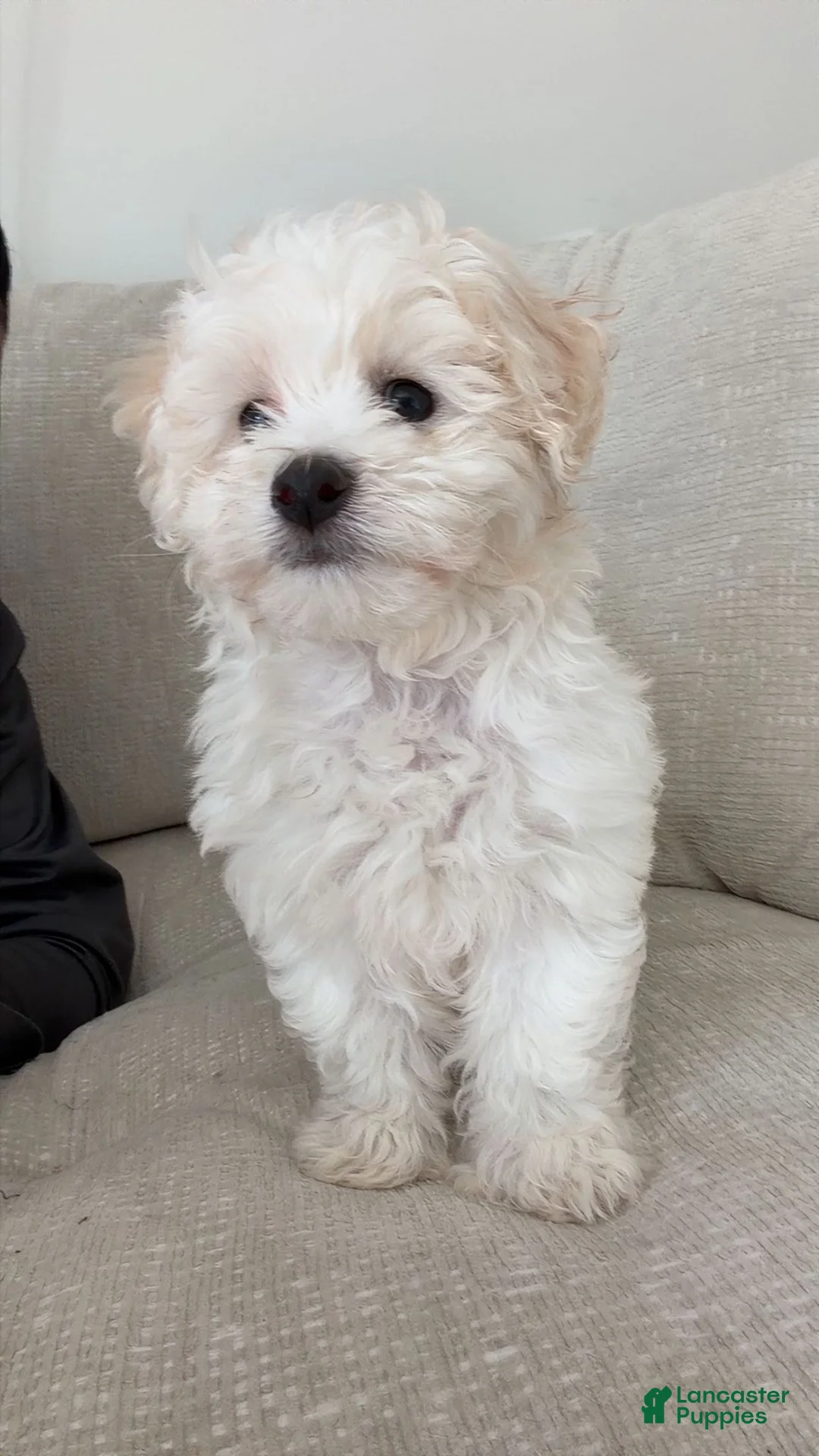 Bichon Frise dogs for sale: Bichon Frise 1 - Ad 1
