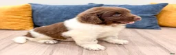 Newfoundland dogs for sale: Sally - Ad 4