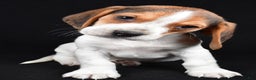 Beagle dogs for sale: Alex - Ad 6