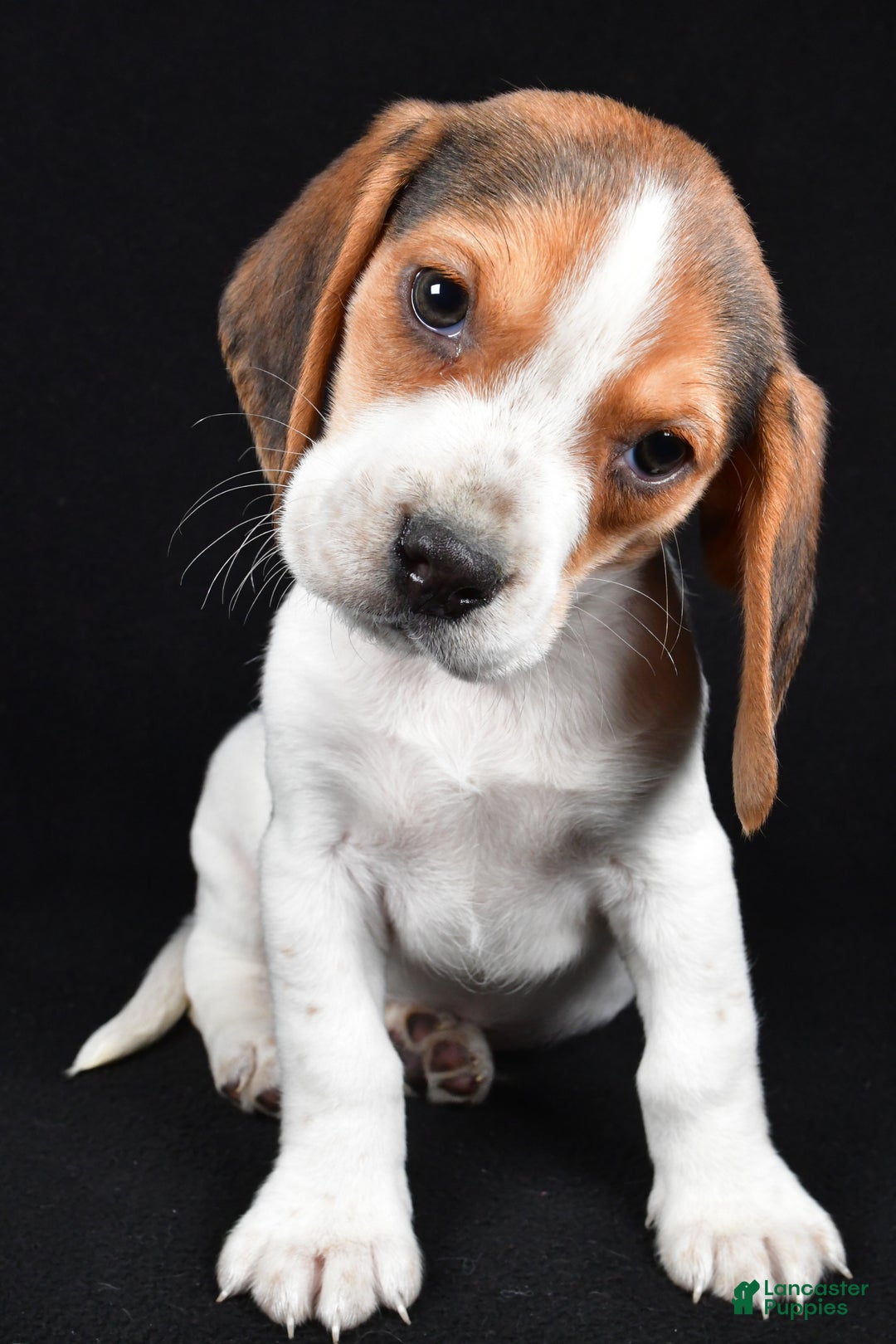 Beagle dogs for sale: Alex - Ad 6