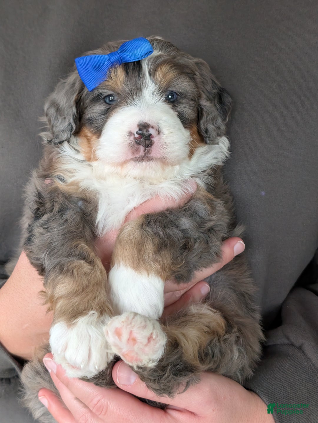 Mini Bernedoodle dogs for sale: Mini Riley  - Ad 24