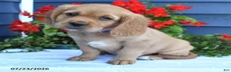 Miniature Golden Retriever dogs for sale: Pumpkin - Ad 2