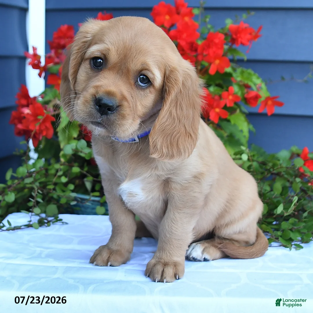 Miniature Golden Retriever dogs for sale: Pumpkin - Ad 2