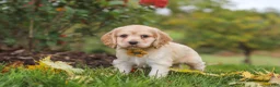 Cocker Spaniel dogs for sale: Cinnamon - Ad 2
