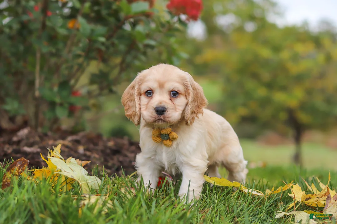 Cocker Spaniel dogs for sale: Cinnamon - Ad 2