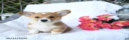 Welsh Corgi Pembroke dogs for sale: Kisses - Ad 3