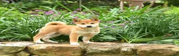 Shiba Inu dogs for sale: Daisy  - Ad 2