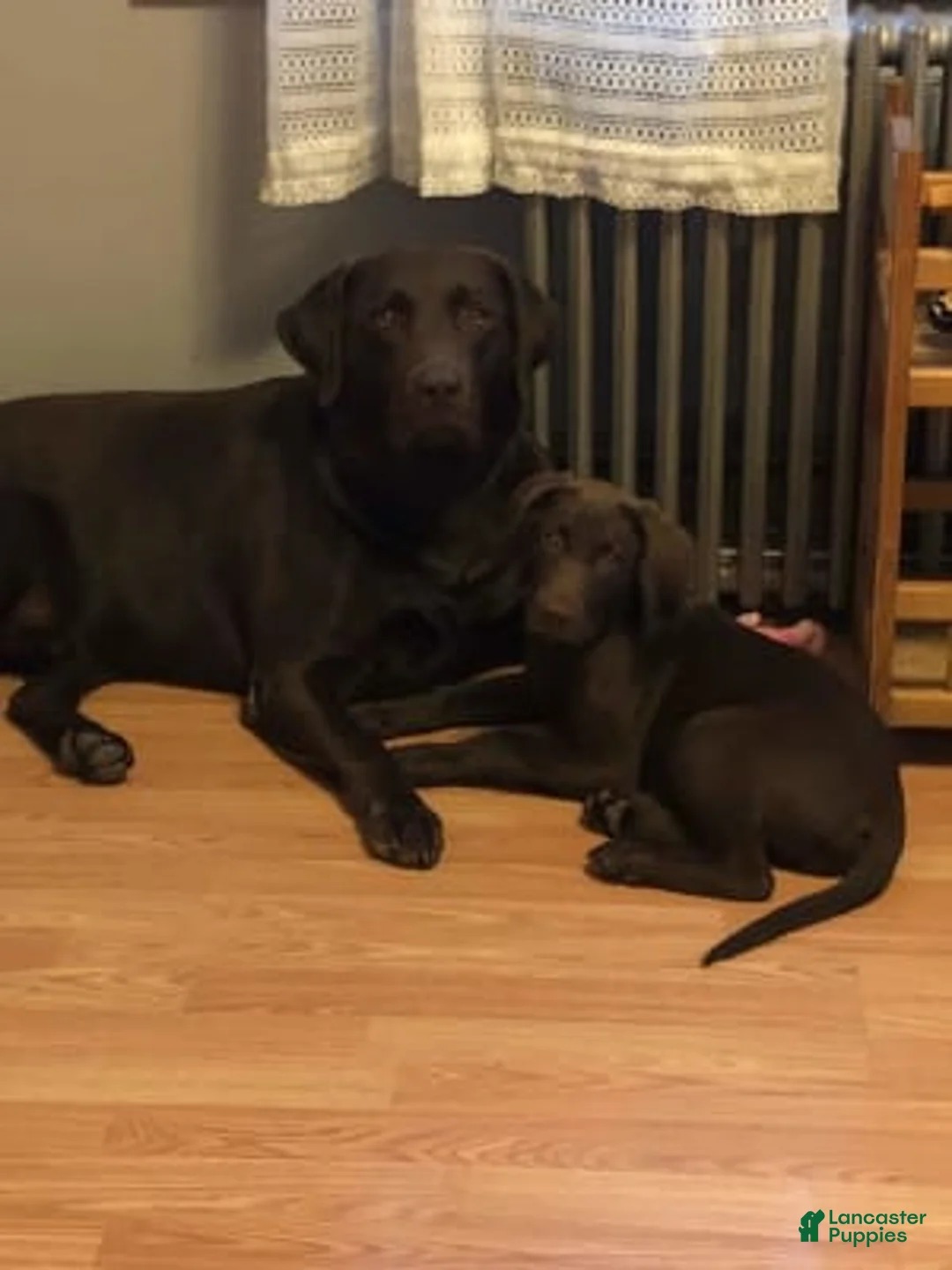 Gallery Image {{count}}