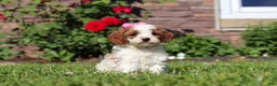 Cockapoo dogs for sale: Ava - Ad 3