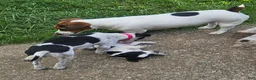 Jack Russell Terrier dogs for sale: Kamikazi - Ad 5