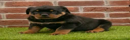 Rottweiler dogs for sale: Rocky - Ad 7