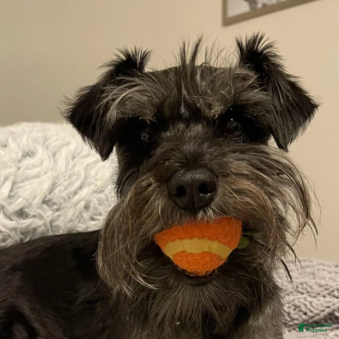 Gallery Image {{count}}