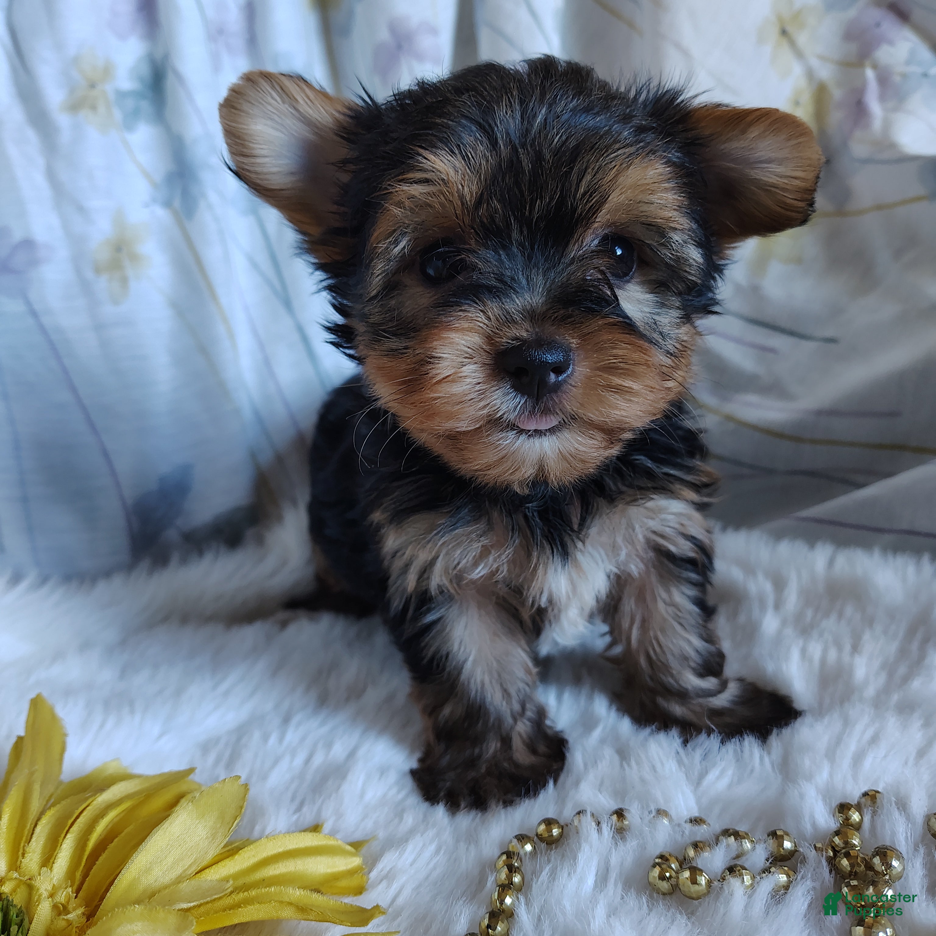 Yorkshire Terrier dogs Jacqueline - Ad 1