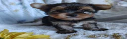 Yorkshire Terrier dogs for sale: Jacqueline - Ad 1
