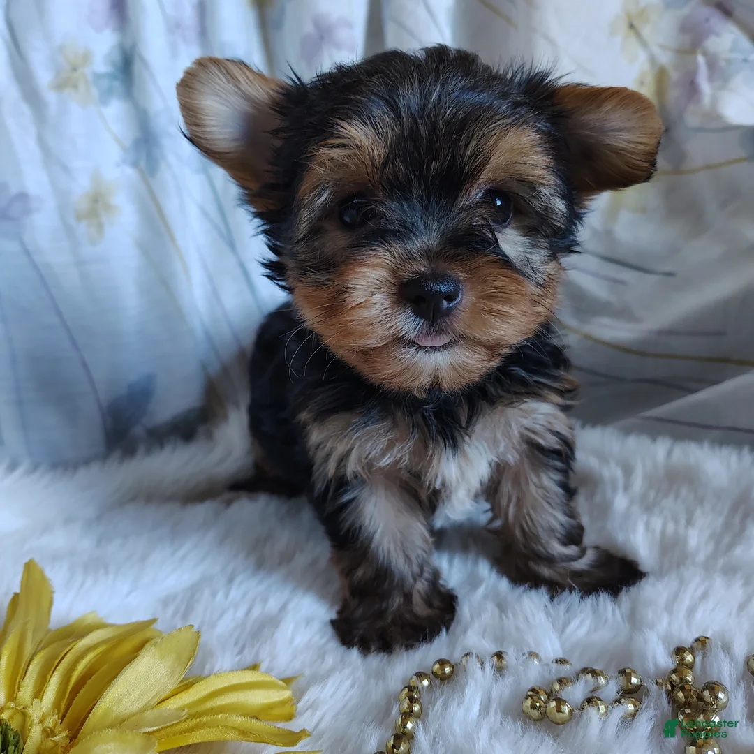 Yorkshire Terrier dogs for sale: Jacqueline - Ad 1