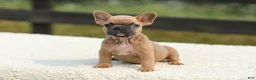 French Bulldog dogs for sale: Ian - Ad 6