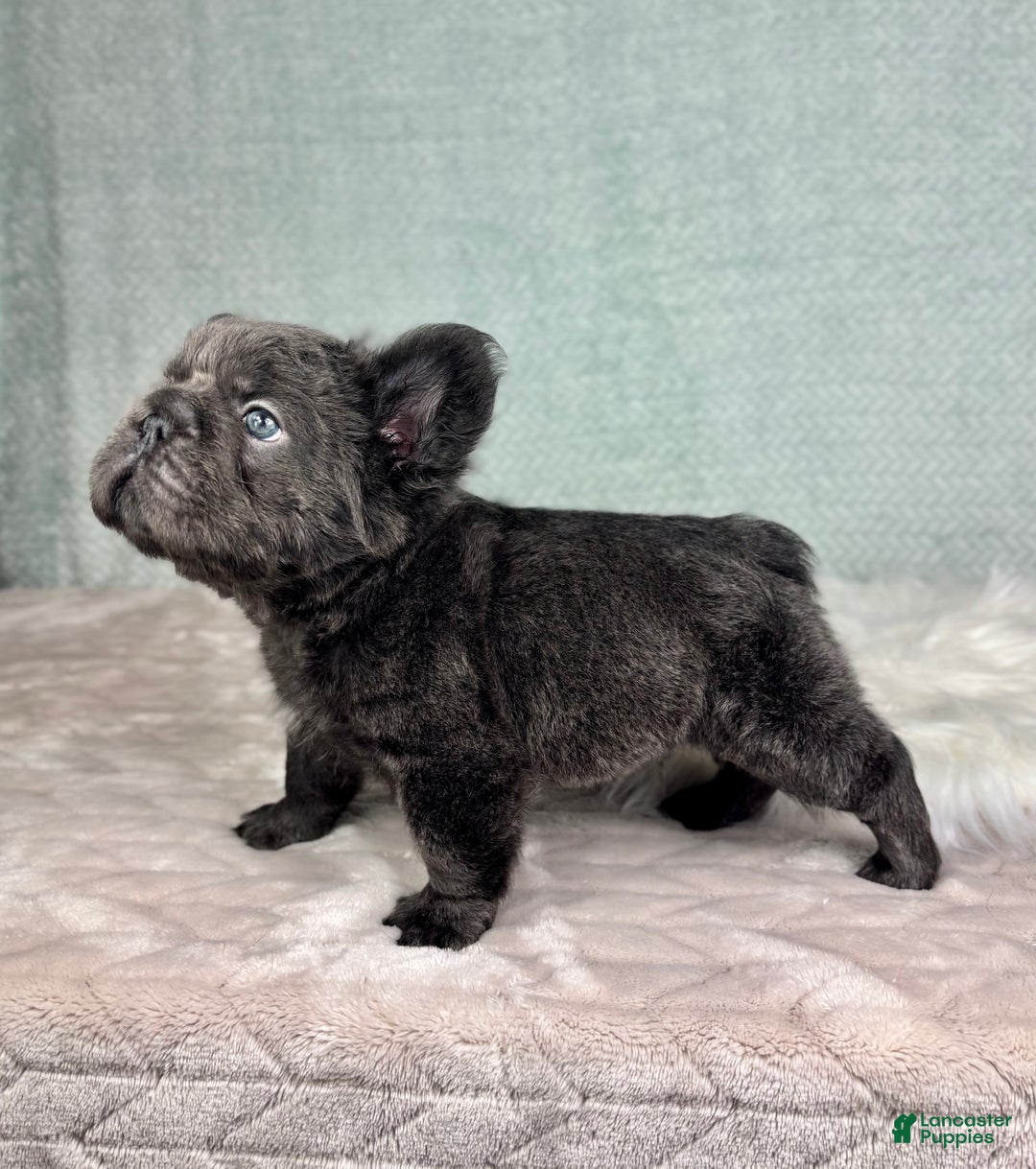 French Bulldog dogs for sale: Sonny - Ad 2
