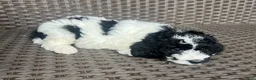 Mini Goldendoodle dogs for sale: CeCe - F1b Golden Doodle - Ad 3